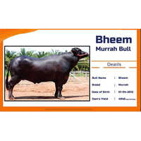 Black Bheem Murrah Bull Frozen Semen