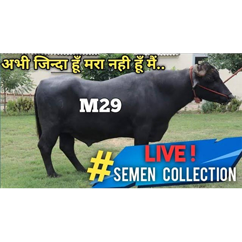 M29 Bheem Bull  Frozen Semen