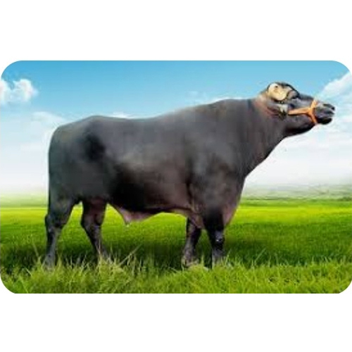 Shikka Baif Frozen Semen