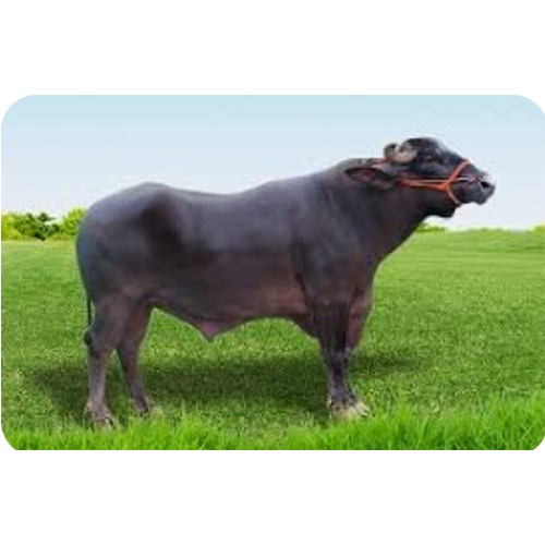 Sanyyam Baif Semen