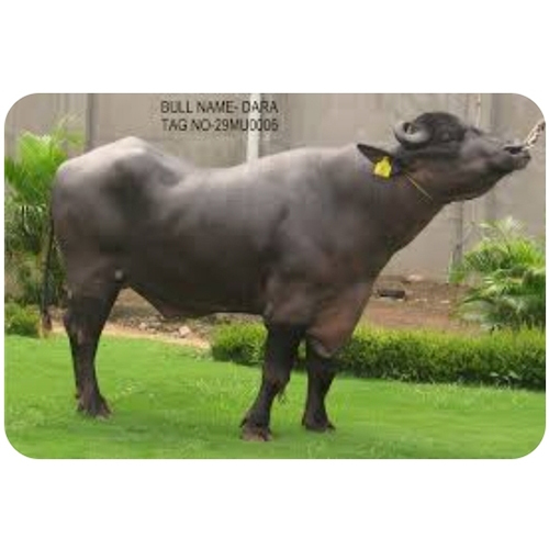 Dara Bull  Frozen Semen
