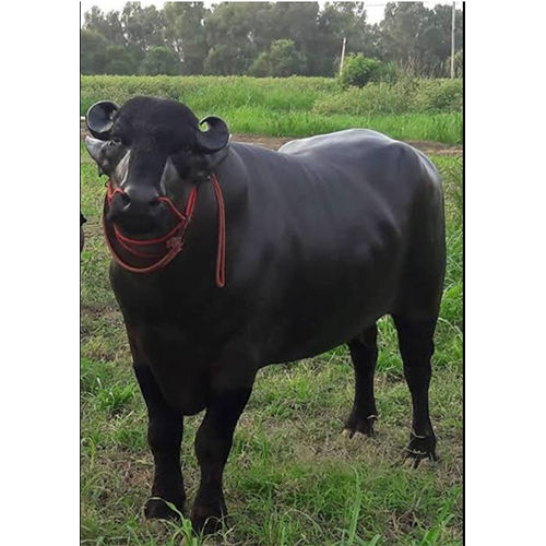 Black Veeru Murrah Bull Semen