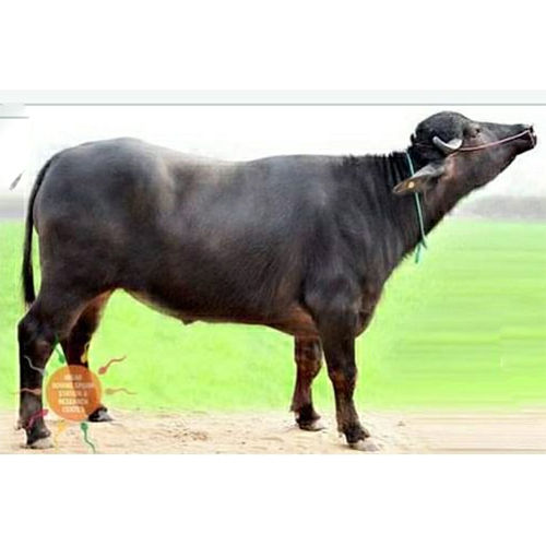 Black Murrah Bull Semen