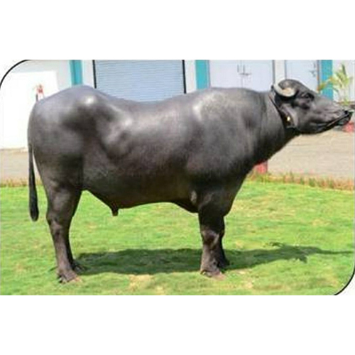 Murrah Bull  Frozen Semen