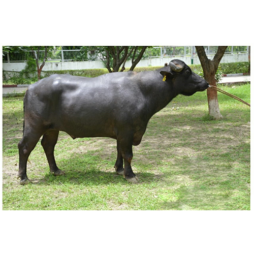 MR 21142 Murrah Bull  Semen