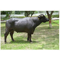 MR 21142 Murrah Bull  Semen