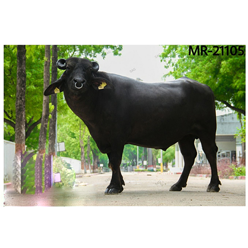 MR 21105 Murrah Bull  Semen