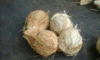 Pollachi Semi Husked Coconut