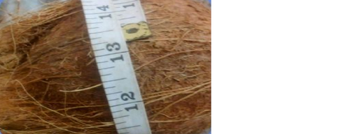 13 Inch Semi Husked Coconut