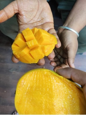 Organic Alphonso  Mango