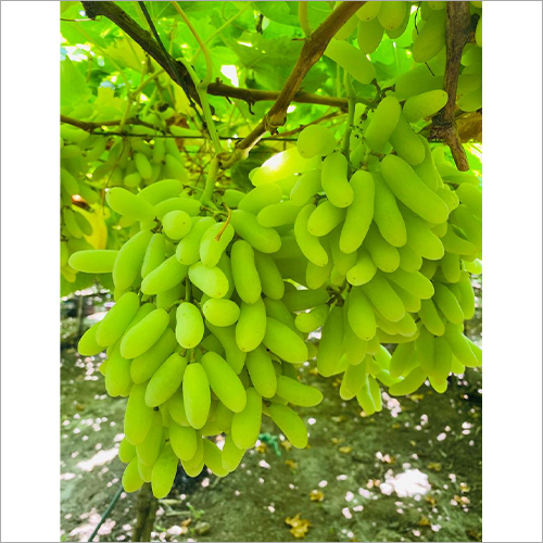 Organic Green Grapes