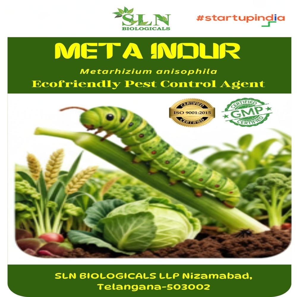 Metarhizium Anisophilae - Application: Agriculture