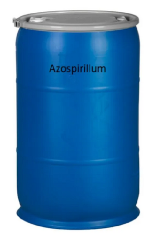 Azospirillum- Biofertilizers