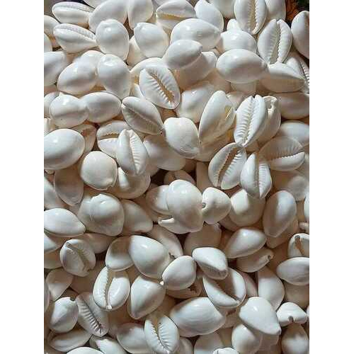 White Cowrie Shell - Polished White, Spherical Shape | Cultural Significance in Hinduism, Ideal for Jewellery and Ritual Use