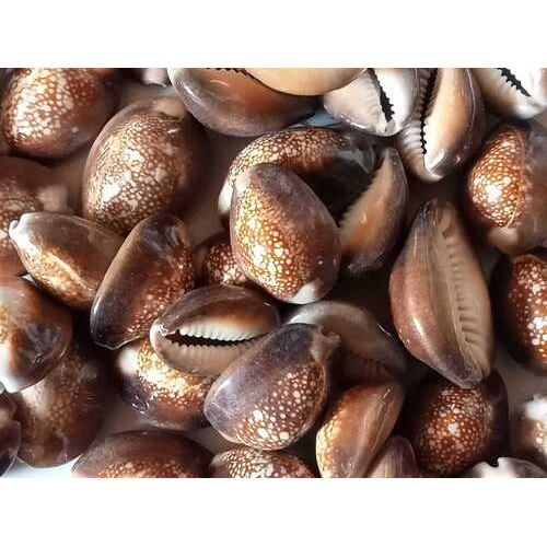 Black Cowrie Shell