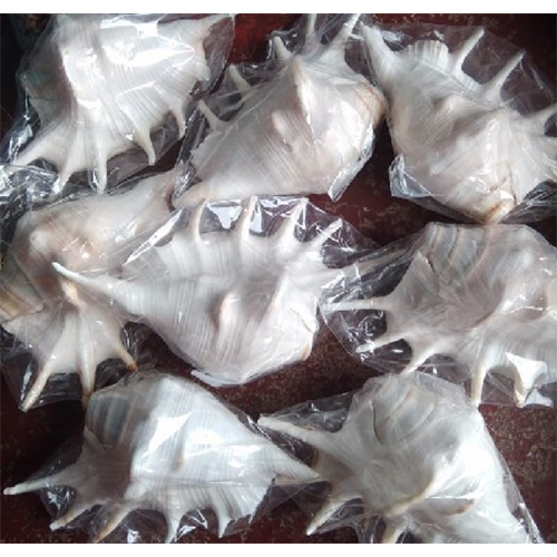 Pooja Shankh - Durable & Eco-Friendly Material | White, Different Sizes Available, Religious Hindu Theme, Cultural Significance