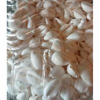 White Cowrie Shell