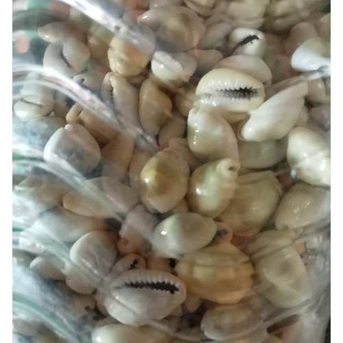 White Cowrie Shell
