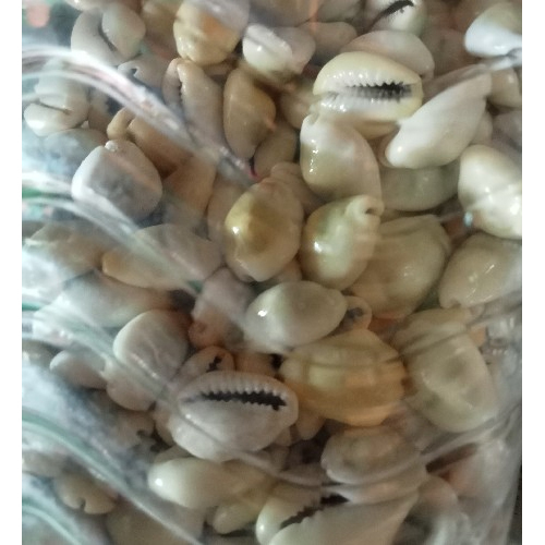 White Cowrie Shell
