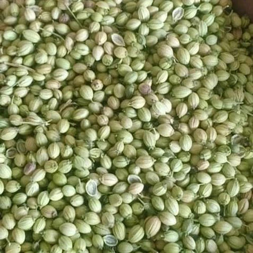 Natural Coriander Seeds