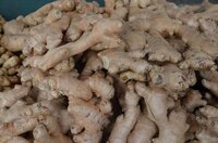 Organic Gingers Shelf Life: 7 Days
