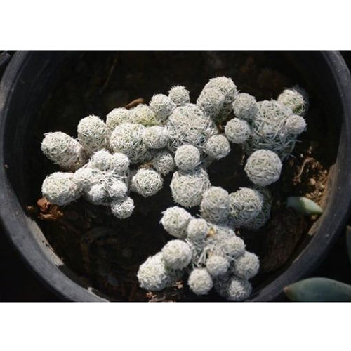 Thimble Cactus Plant