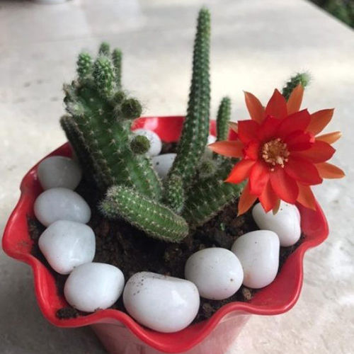 Green-red Echinopsis Chamaecereus Cactus Plant