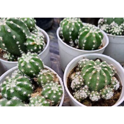 Echinopsis Subdenudata Cactus Plant