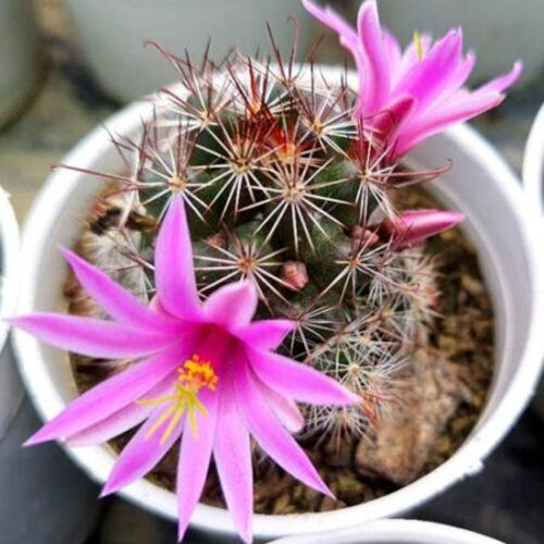 Green-Pink Pink Apparent Cactus Plant