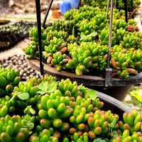 Beans Succulent Plant Basket - Plant Material, Green Color | Stylish Decoration For Home Or Office