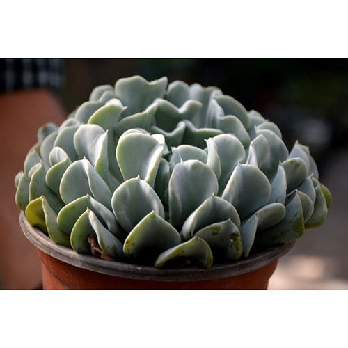 Green Echeveria Runyonii Topsy Turvy Plant