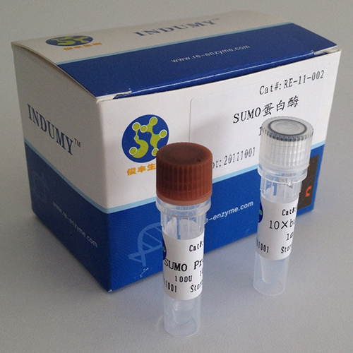 Recombinant SUMO Protease