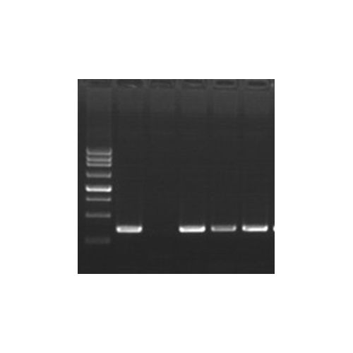 BioScript III RTase