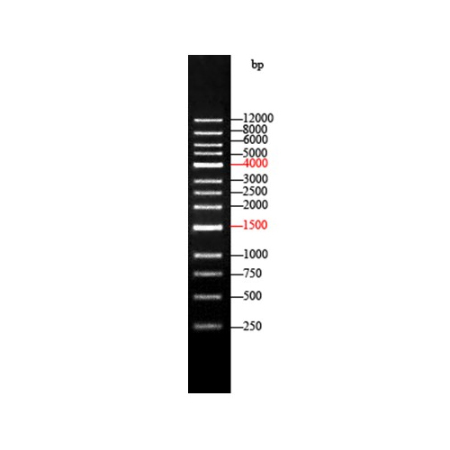 10004 DNA Ladder
