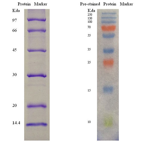 Protein Markers