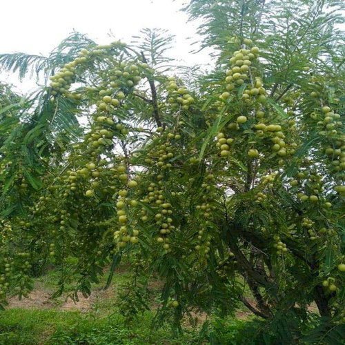 Amla Plants