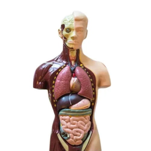 50 Cms Pvc Human Model Small Torso Application: School