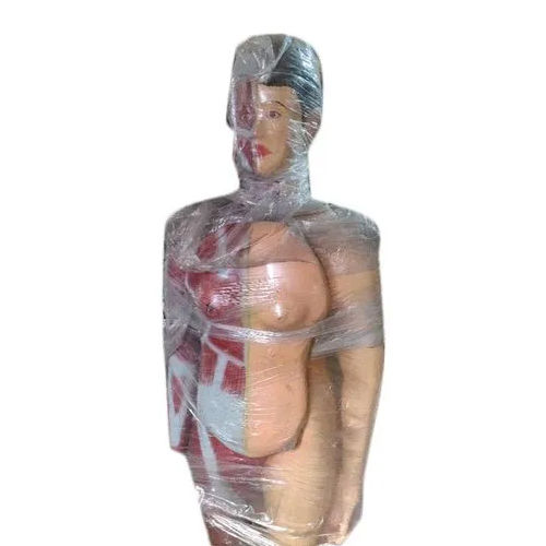 180 Cms Plastic Human Body Models Application: School