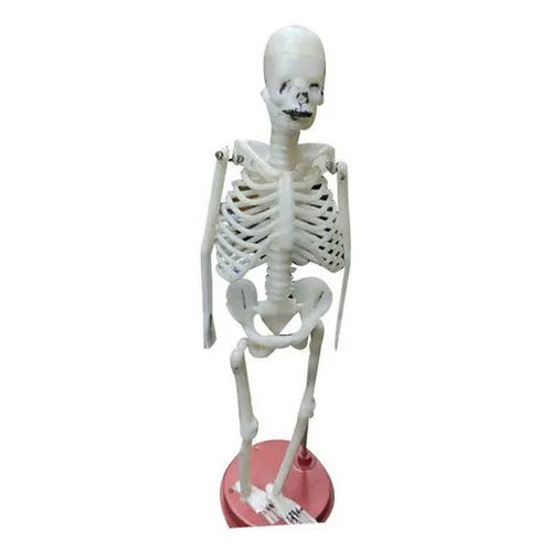 30Cm Small Skeleton System Application: School