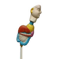 85 Cm Pvc Digestive System Model - Pvc Material, 85 Centimeter Height, Multicolor Design | Ideal For Schools, Hospitals, Clinics, And Industrial Usage