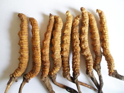 Cordyceps Extract Powder