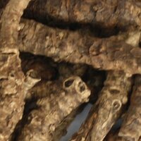 Kutki Extract - Raw Herb Extract, Brown Color, Herbal Supplement In Sealed Bags Or Containers For Liver Health Detoxification And Overall Wellness