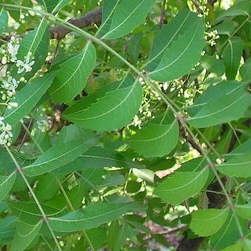 NEEM EXTRACTS