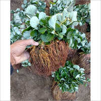 Green Strawberry Plants