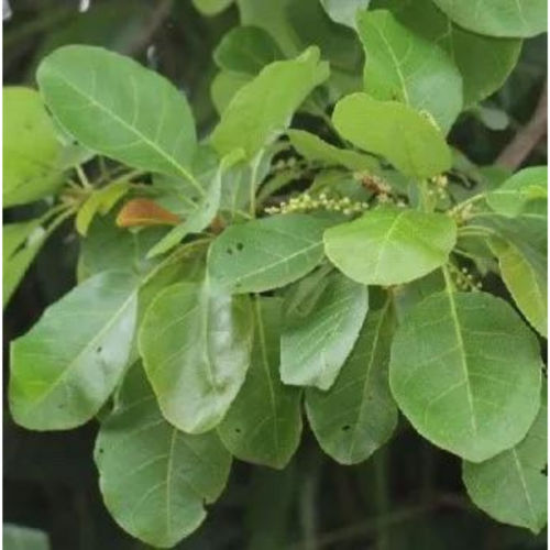 Terminalia Belerica Extract