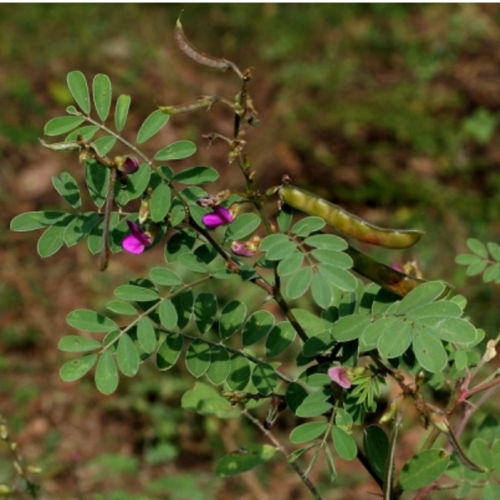 Tephrosia Purpurea Extract