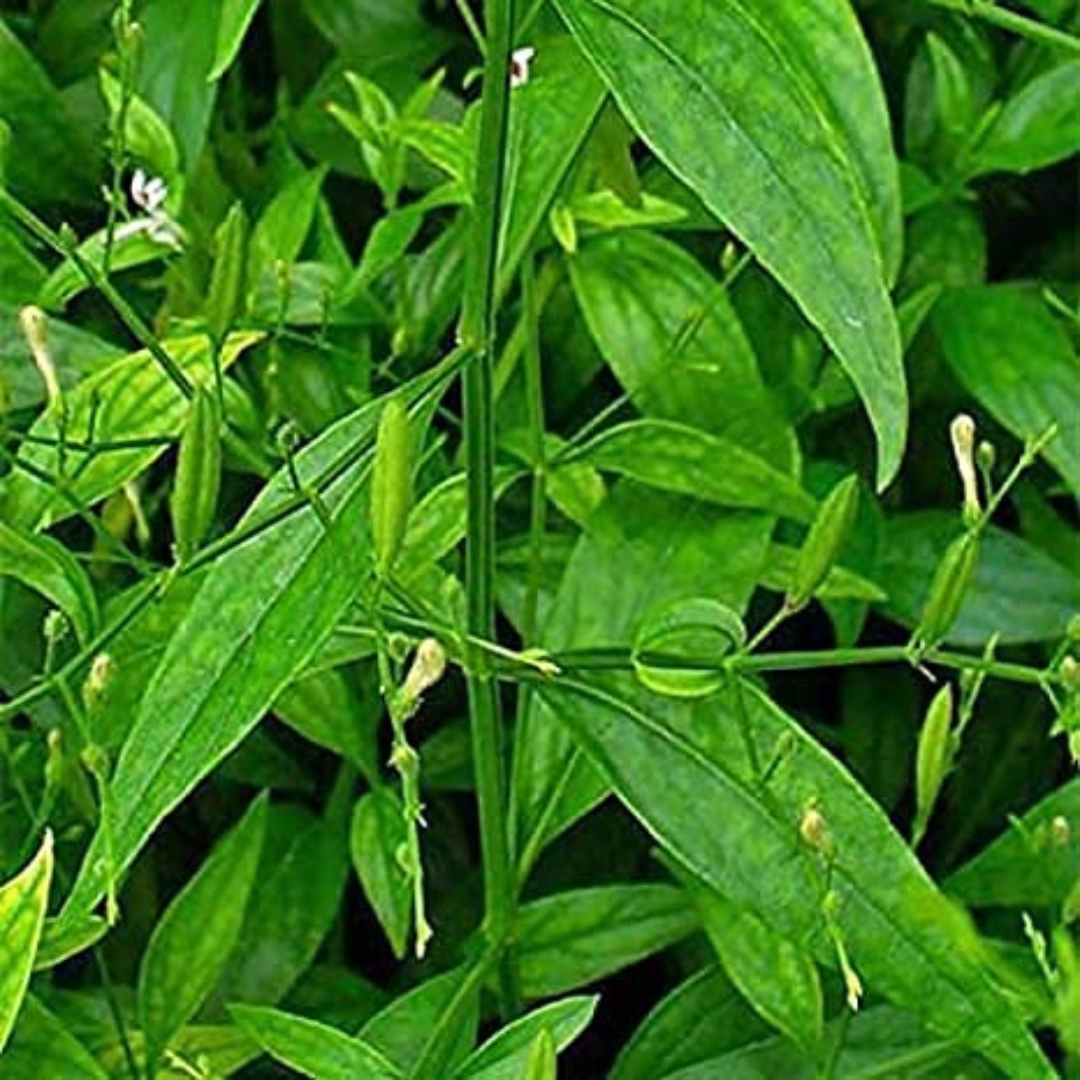 Chirata Extract (Swertia Chirayaita)