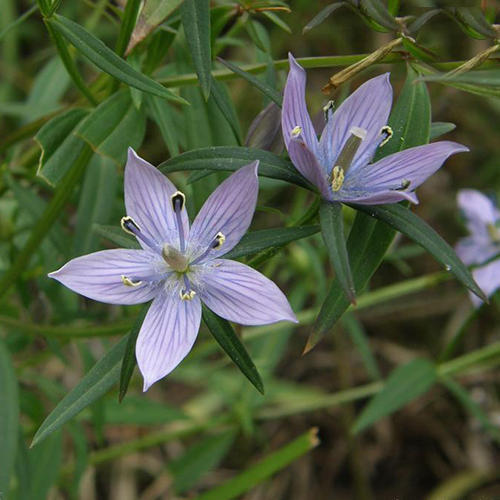 Chirata Extract (Swertia Chirayaita)