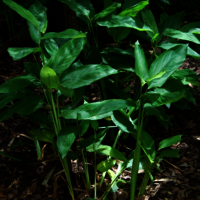 Arrow root Extract (Maranta arundinacea)