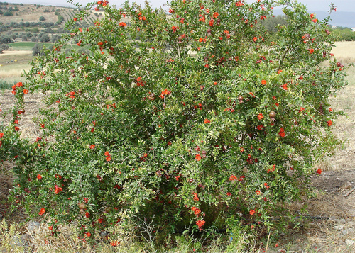 Punica Granatum Extract (Dadima/ Dadaka/ Anar)